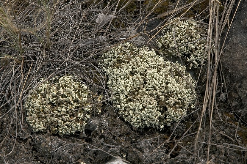 Cladonia foliacea-4